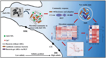 Graphical abstract: Impact of ZnO nanoparticles on the antibiotic resistance genes (ARGs) in estuarine water: ARG variations and their association with the microbial community