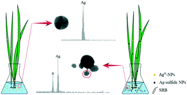 Graphical abstract: Sulfate-reducing bacteria (SRB) can enhance the uptake of silver-containing nanoparticles by a wetland plant