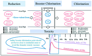 Graphical abstract: Emerging investigator series: formation of brominated haloacetamides from trihalomethanes during zero-valent iron reduction and subsequent booster chlorination in drinking water distribution