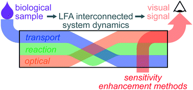 Graphical abstract: Sensitivity enhancement in lateral flow assays: a systems perspective