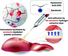 Graphical abstract: A serotonin-modified hyaluronic acid hydrogel for multifunctional hemostatic adhesives inspired by a platelet coagulation mediator