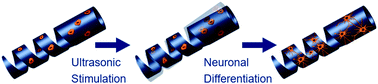 Graphical abstract: Magnetically driven piezoelectric soft microswimmers for neuron-like cell delivery and neuronal differentiation