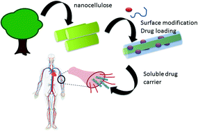 Graphical abstract: Surface modified cellulose nanomaterials: a source of non-spherical nanoparticles for drug delivery