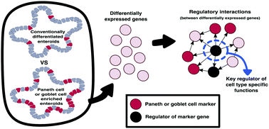 Graphical abstract: Regulatory network analysis of Paneth cell and goblet cell enriched gut organoids using transcriptomics approaches