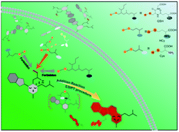 Graphical abstract: ESIPT-based fluorescent probe for cysteine sensing with large Stokes shift over homocysteine and glutathione and its application in living cells