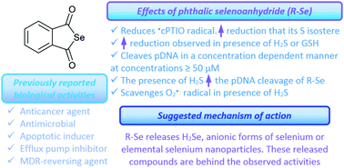 Graphical abstract: Release of reactive selenium species from phthalic selenoanhydride in the presence of hydrogen sulfide and glutathione with implications for cancer research