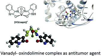 Graphical abstract: DNA binding, cytotoxic effects and probable targets of an oxindolimine–vanadyl complex as an antitumor agent