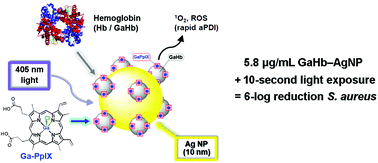 Graphical abstract: Antimicrobial photodynamic activity of gallium-substituted haemoglobin on silver nanoparticles