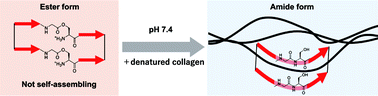 Graphical abstract: Peptide precursors that acquire denatured collagen-hybridizing ability by O-to-N acyl migration at physiological pH