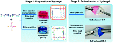 Graphical abstract: Two-stage thiol-based click reactions for the preparation and adhesion of hydrogels