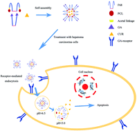 Graphical abstract: Glycyrrhetinic acid modified and pH-sensitive mixed micelles improve the anticancer effect of curcumin in hepatoma carcinoma cells
