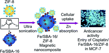 Graphical abstract: Cisplatin delivery, anticancer and antibacterial properties of Fe/SBA-16/ZIF-8 nanocomposite