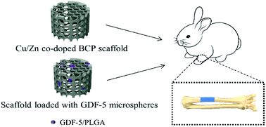Graphical abstract: Repair of segmental rabbit radial defects with Cu/Zn co-doped calcium phosphate scaffolds incorporating GDF-5 carrier