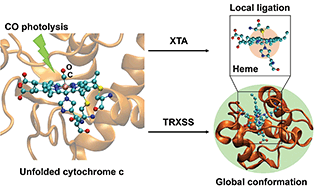 Graphical abstract: X-ray snapshots reveal conformational influence on active site ligation during metalloprotein folding