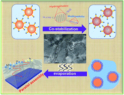 Graphical abstract: Dispersion and parallel assembly of sulfonated graphene in waterborne epoxy anticorrosion coatings
