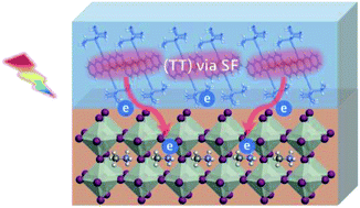 Graphical abstract: Charge transfer dynamics in a singlet fission organic molecule and organometal perovskite bilayer structure
