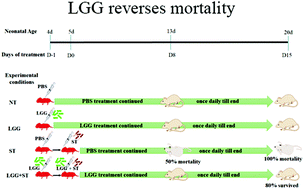 Graphical abstract: Lactobacillus rhamnosus GG reverses mortality of neonatal mice against Salmonella challenge