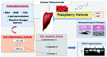 Graphical abstract: Hepatoprotective activity of raspberry ketone is mediated via inhibition of the NF-κB/TNF-α/caspase axis and mitochondrial apoptosis in chemically induced acute liver injury
