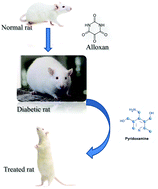 Graphical abstract: Anti-diabetic study of vitamin B6 on hyperglycaemia induced protein carbonylation, DNA damage and ROS production in alloxan induced diabetic rats