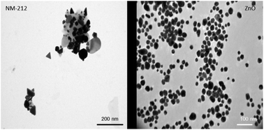 Graphical abstract: Nanoparticle induced barrier function assessment at liquid–liquid and air–liquid interface in novel human lung epithelia cell lines