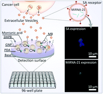 Graphical abstract: A polydopamine-based biomimetic multifunctional nanoplatform for multilayer imaging of cancer biomarkers carried by extracellular vesicles