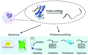 Graphical abstract: Recent advances in bioanalytical methods to measure proteome stability in cells