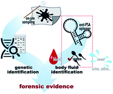 Graphical abstract: Detection of prostate-specific antigen in semen using DNA aptamers: an application of nucleic acid aptamers in forensic body fluid identification