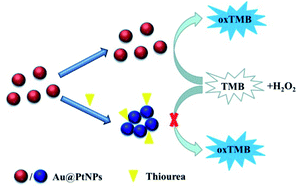 Graphical abstract: A colorimetric sensor for detecting thiourea based on inhibiting peroxidase-like activity of gold–platinum nanoparticles