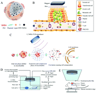 Graphical abstract: Plasmid-loadable magnetic/ultrasound-responsive nanodroplets with a SPIO-NP dispersed perfluoropentane core and lipid shell for tumor-targeted intracellular plasmid delivery