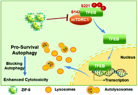 Graphical abstract: mTORC1-dependent TFEB nucleus translocation and pro-survival autophagy induced by zeolitic imidazolate framework-8