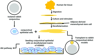 Graphical abstract: Exploitation of human mesenchymal stromal cell derived matrix towards the structural and functional restoration of the ocular surface