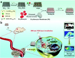 Graphical abstract: PEGylated WS2 nanodrug system with erythrocyte membrane coating for chemo/photothermal therapy of cervical cancer