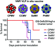 Graphical abstract: The unique potency of Cowpea mosaic virus (CPMV) in situ cancer vaccine