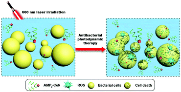Graphical abstract: Antibacterial photodynamic peptides for staphylococcal skin infection