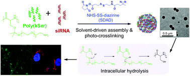 Graphical abstract: Solvent-driven, self-assembled acid-responsive poly(ketalized serine)/siRNA complexes for RNA interference