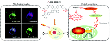 Graphical abstract: A mitochondria-targeted dual-functional aggregation-induced emission luminogen for intracellular mitochondrial imaging and photodynamic therapy