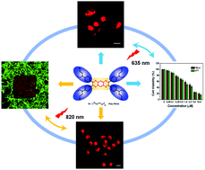 Graphical abstract: A water-soluble pyrazino[2,3-g]quinoxaline photosensitizer for high-efficiency one- and two-photon excited bioimaging and photodynamic therapy
