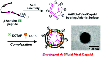 Graphical abstract: Enveloped artificial viral capsids self-assembled from anionic β-annulus peptide and cationic lipid bilayer