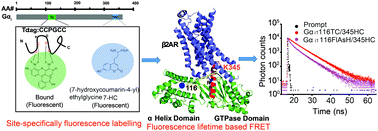 Graphical abstract: A genetically encoded small-size fluorescent pair reveals allosteric conformational changes of G proteins upon its interaction with GPCRs by fluorescence lifetime based FRET