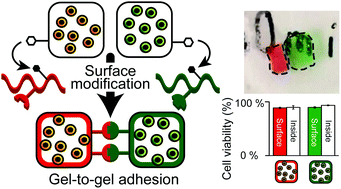 Graphical abstract: Design of two complementary copolymers that work as a glue for cell-laden collagen gels