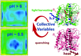 Graphical abstract: The conformational phase space of the photoprotective switch in the major light harvesting complex II