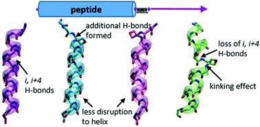 Graphical abstract: Impact of oxetane incorporation on the structure and stability of alpha-helical peptides