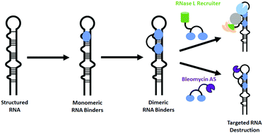 Graphical abstract: Small molecule recognition of disease-relevant RNA structures