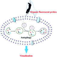 Graphical abstract: Organic fluorescent probes for monitoring autophagy in living cells