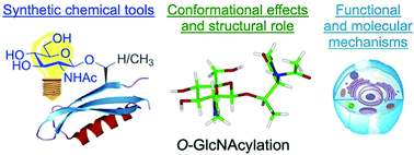 Graphical abstract: Advances in chemical probing of protein O-GlcNAc glycosylation: structural role and molecular mechanisms