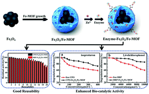 Graphical abstract: Hierarchically porous magnetic Fe3O4/Fe-MOF used as an effective platform for enzyme immobilization: a kinetic and thermodynamic study of structure–activity