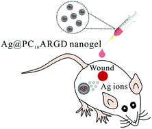 Graphical abstract: An in situ synthesis of silver nanoparticle-loaded genetically engineered polypeptide nanogels for antibacterial and wound healing applications