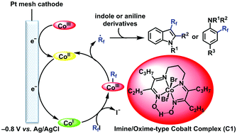 Graphical abstract: Electrocatalytic reactivity of imine/oxime-type cobalt complex for direct perfluoroalkylation of indole and aniline derivatives