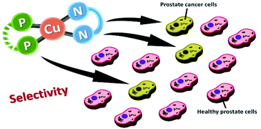 Graphical abstract: New copper(i) complexes selective for prostate cancer cells