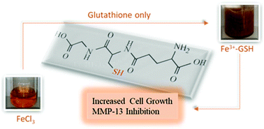 Graphical abstract: The facile and additive-free synthesis of a cell-friendly iron(iii)–glutathione complex